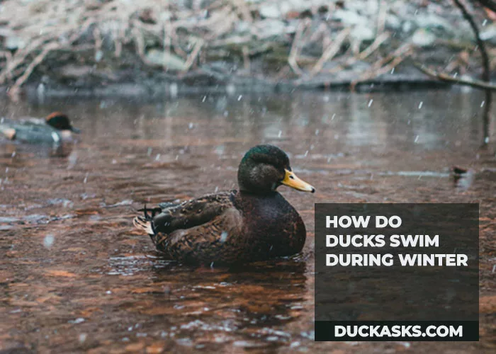 How Do Ducks Swim During Winter