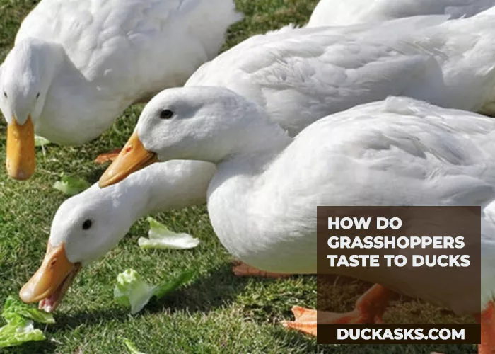 How Do Grasshoppers Taste to Ducks