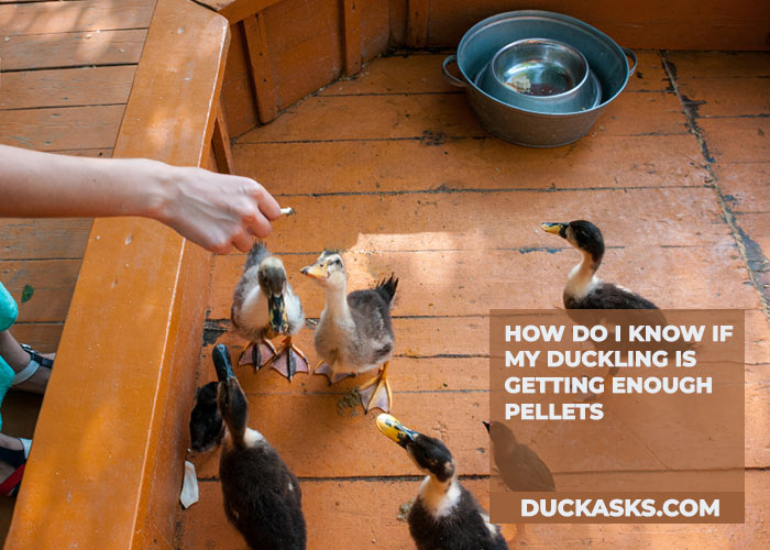 How Do I Know If My Duckling Is Getting Enough Pellets