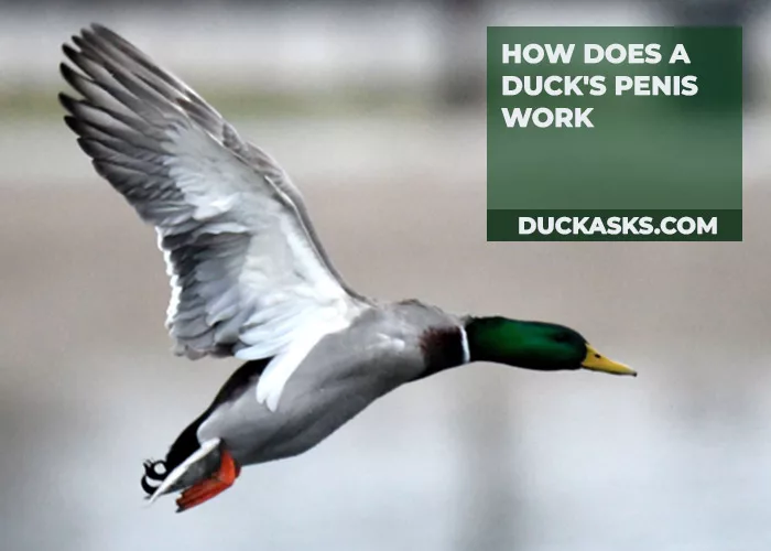 How Does a Duck's Penis Work