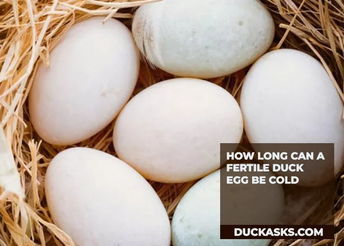 How Long Can a Fertile Duck Egg Be Cold