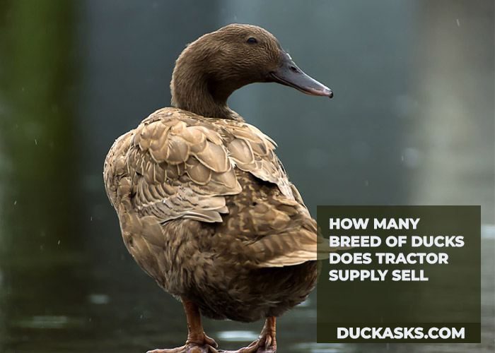 How Many Breeds of Ducks Does Tractor Supply Sell