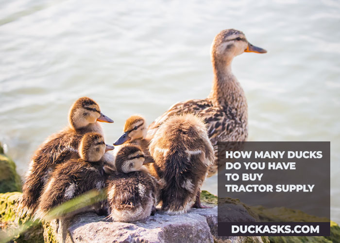 How Many Ducks Do You Have to Buy Tractor Supply