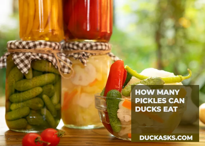 How Many Pickles Can Ducks Eat