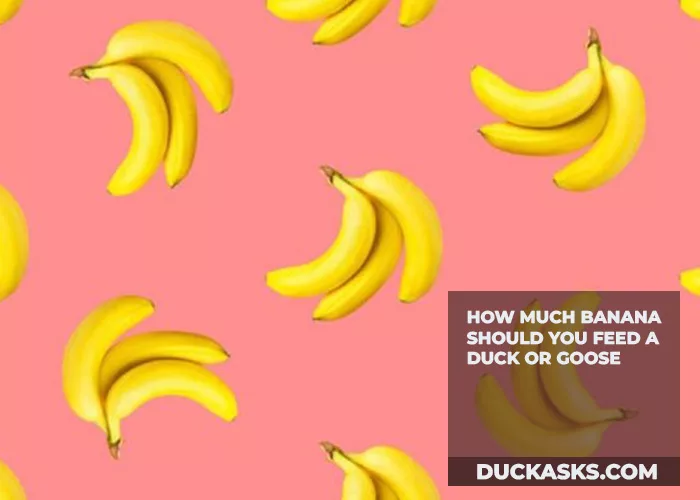 How Much Banana Should You Feed a Duck or Goose