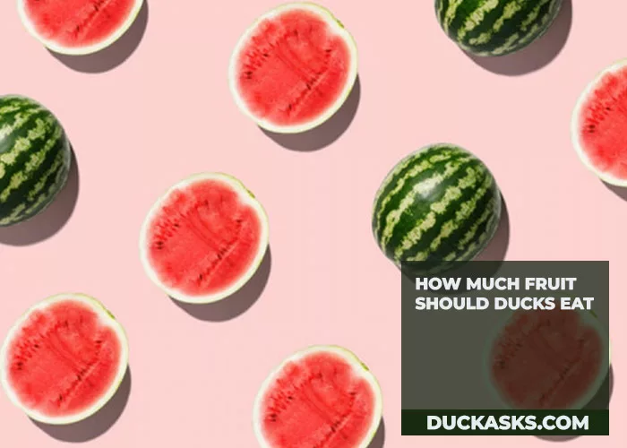 How Much Fruit Should Ducks Eat