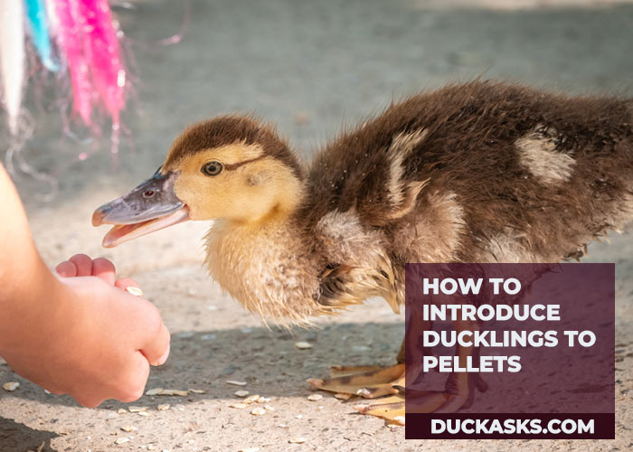 How To Introduce Ducklings To Pellets