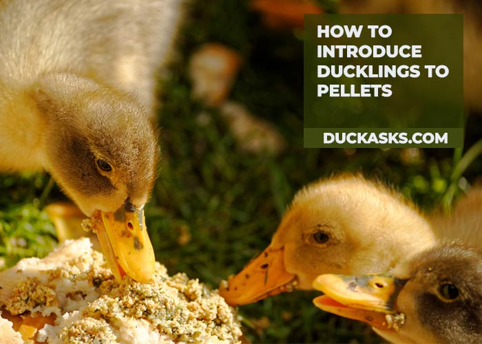 When To Introduce Pellets to Ducklings