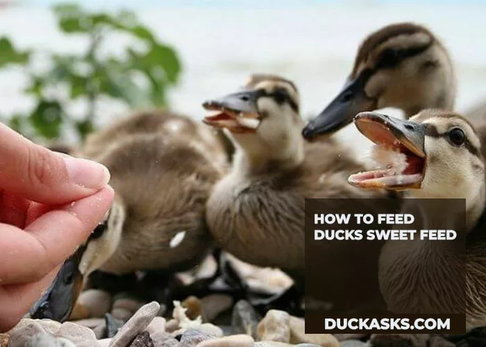 How to Feed Ducks Sweet Feed