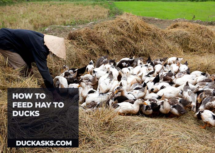 How to Feed Hay to Ducks