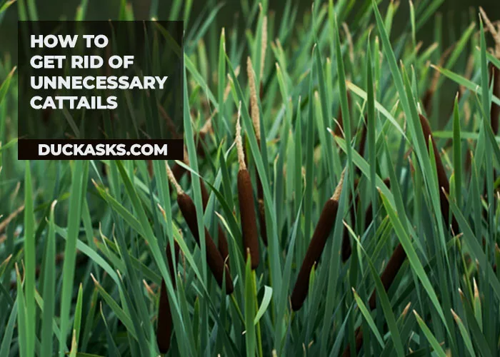 How to Get Rid of Unnecessary Cattails