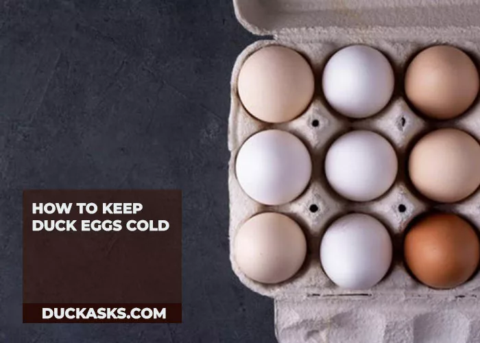 Are Eggs In A Duck Nest Supposed To Be Cold? Duck Asks