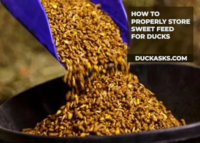 How to Properly Store Sweet Feed for Ducks