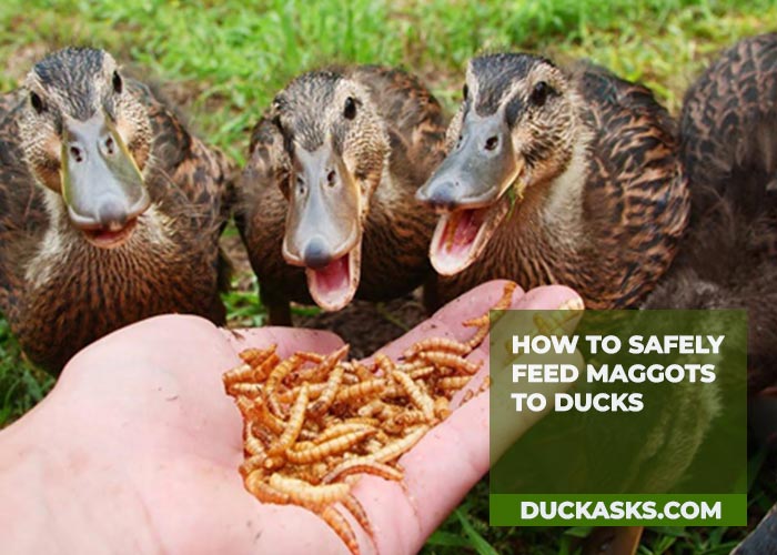 How to Safely Feed Maggots to Ducks