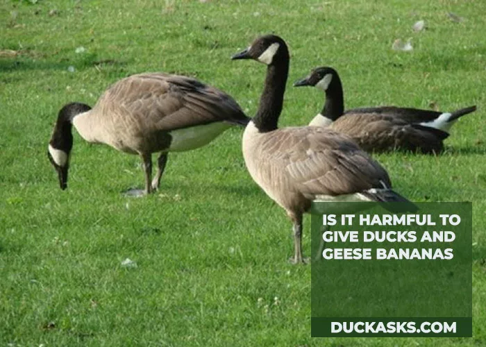 Is It Harmful to Give Ducks and Geese Bananas