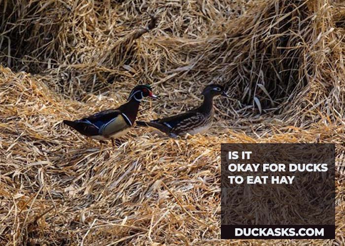 Is It Okay for Ducks to Eat Hay