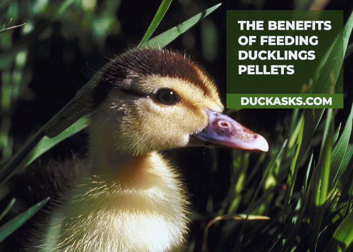 The Benefits of Feeding Ducklings Pellets