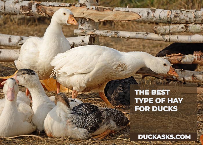 The Best Type of Hay for Ducks