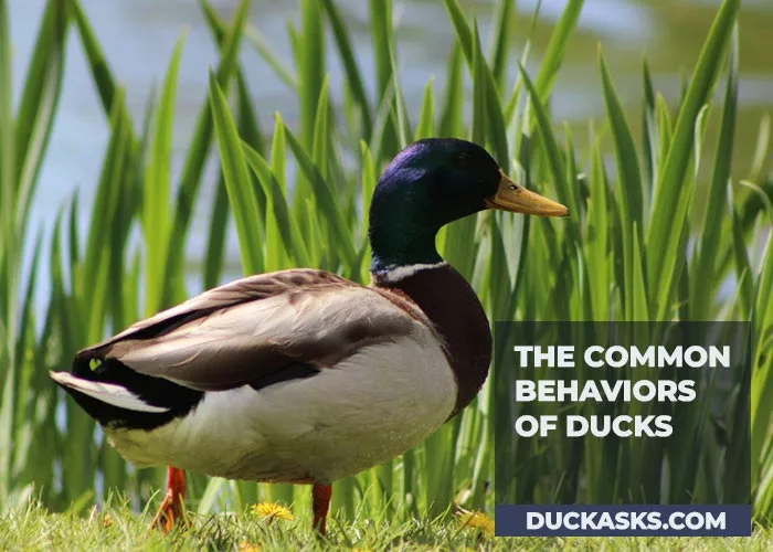 The Common Behaviors of Ducks