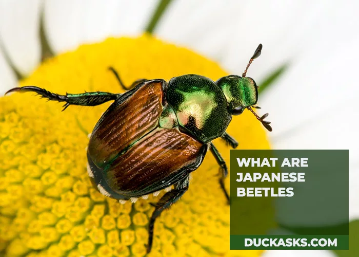 What Are Japanese Beetles