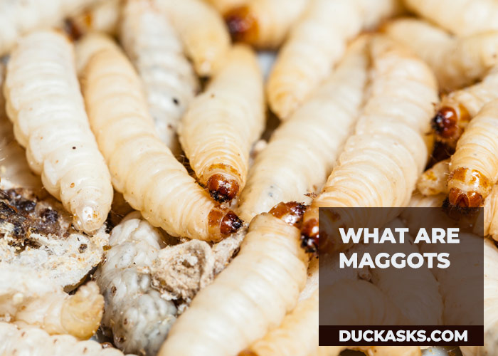 What Are Maggots