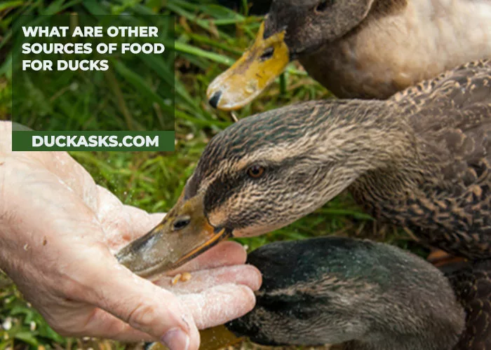 What Are Other Sources of Food for Ducks