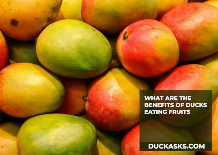 What Are the Benefits of Ducks Eating Fruits