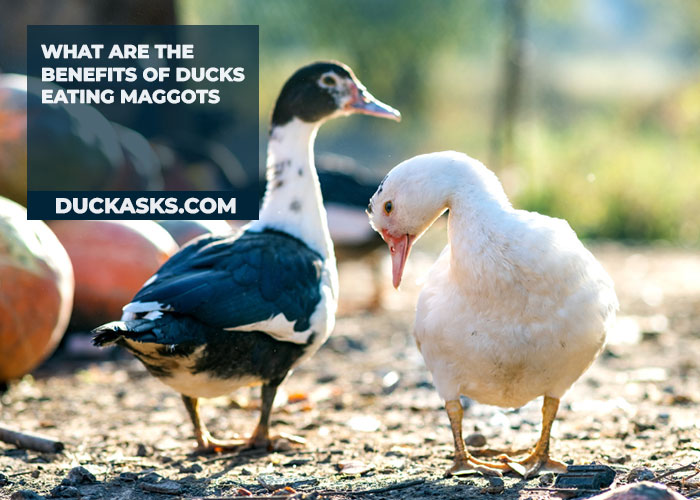 What Are the Benefits of Ducks Eating Maggots