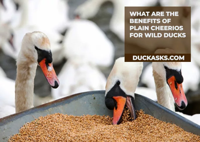 What Are the Benefits of Plain Cheerios for Wild Ducks