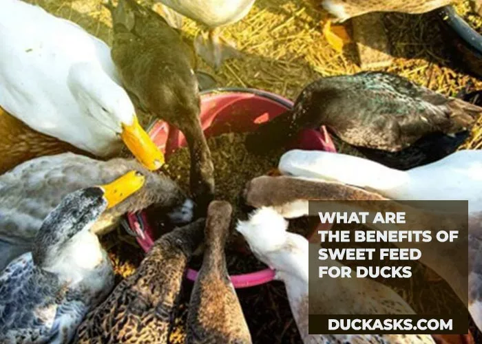 What Are the Benefits of Sweet Feed for Ducks