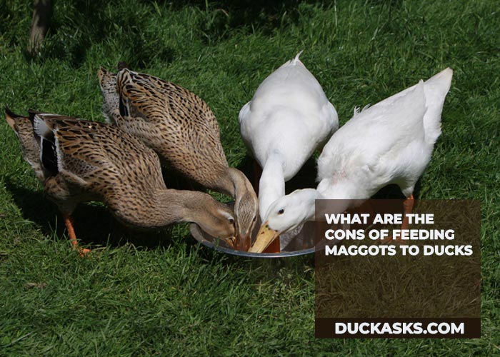 What Are the Cons of Feeding Maggots to Ducks