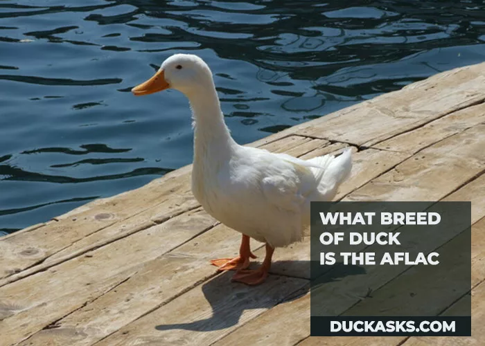 What Breed of Duck Is the Aflac