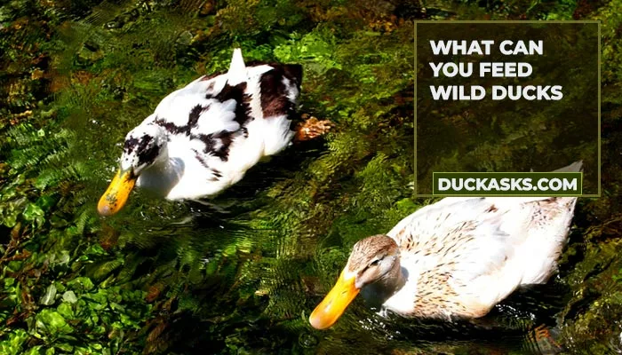 What Can You Feed Wild Ducks?