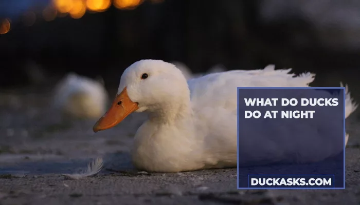 What Do Ducks Do at Night?