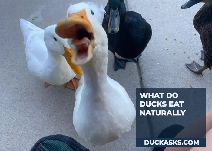 What Do Ducks Eat Naturally