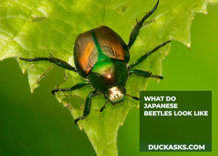 What Do Japanese Beetles Look Like