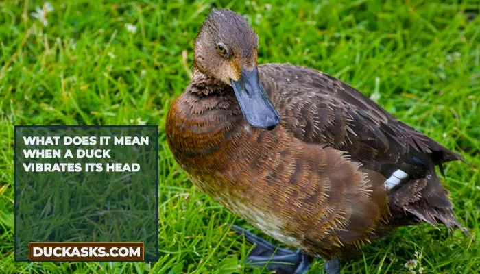 What Does It Mean When A Duck Vibrates Its Head?