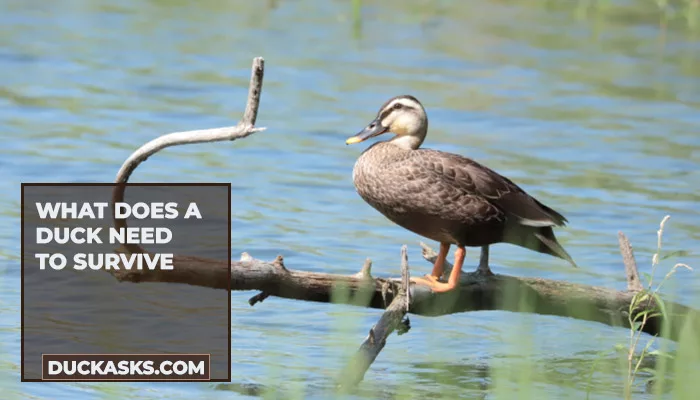 What Does a Duck Need to Survive?