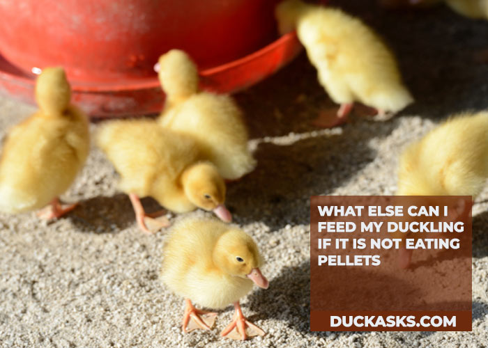 What Else Can I Feed My Duckling If It Is Not Eating Pellets