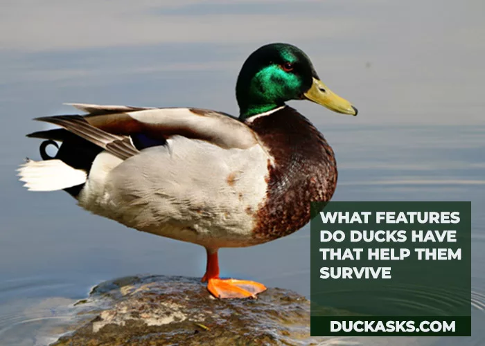 What Features Do Ducks Have that Help Them Survive