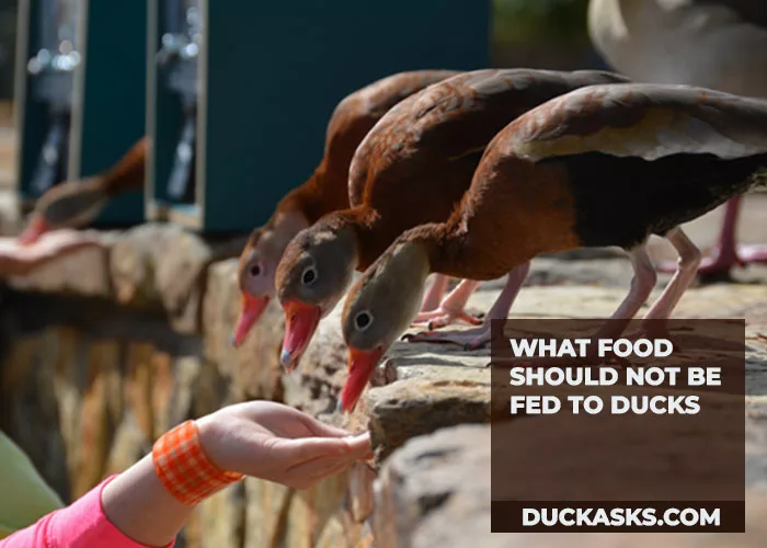 What Food Should Not Be Fed to Ducks