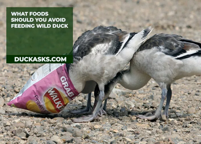 What Foods Should You Avoid Feeding Wild Duck