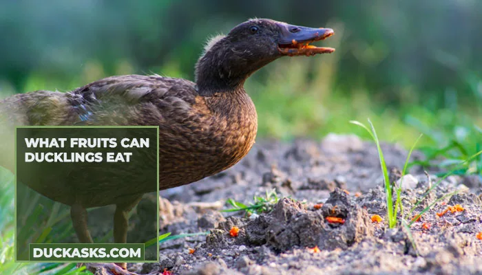 What Fruits Can Ducklings Eat?