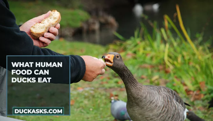 What Human Food Can Ducks Eat?