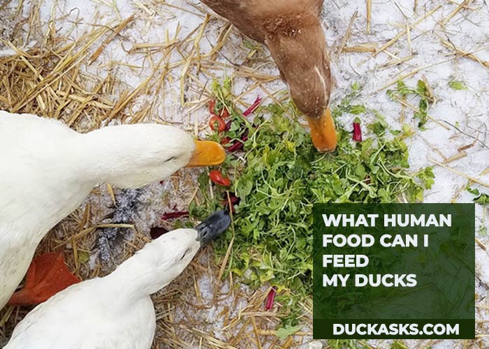 What Human Food Can I Feed My Ducks