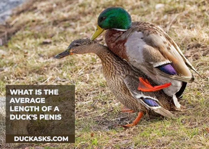 What Is the Average Length of a Duck's Penis