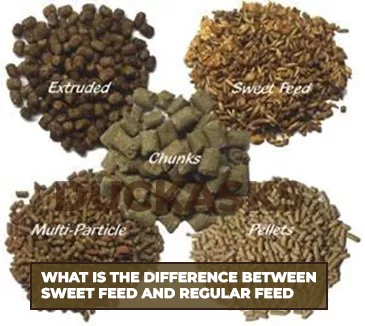 What Is the Difference Between Sweet Feed and Regular Feed