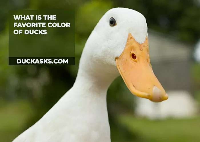 What Is the Favorite Color of Ducks