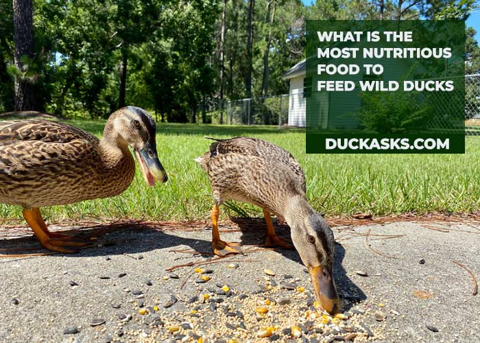 What Is the Most Nutritious Food to Feed Wild Ducks