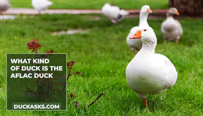 What Kind of Duck Is the Aflac Duck?